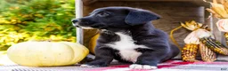 Mixed Breed dogs for sale: Randy Golden Corgi - Ad 4