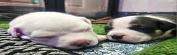 American Bully dogs for sale: White Male - Tatanka - Ad 18
