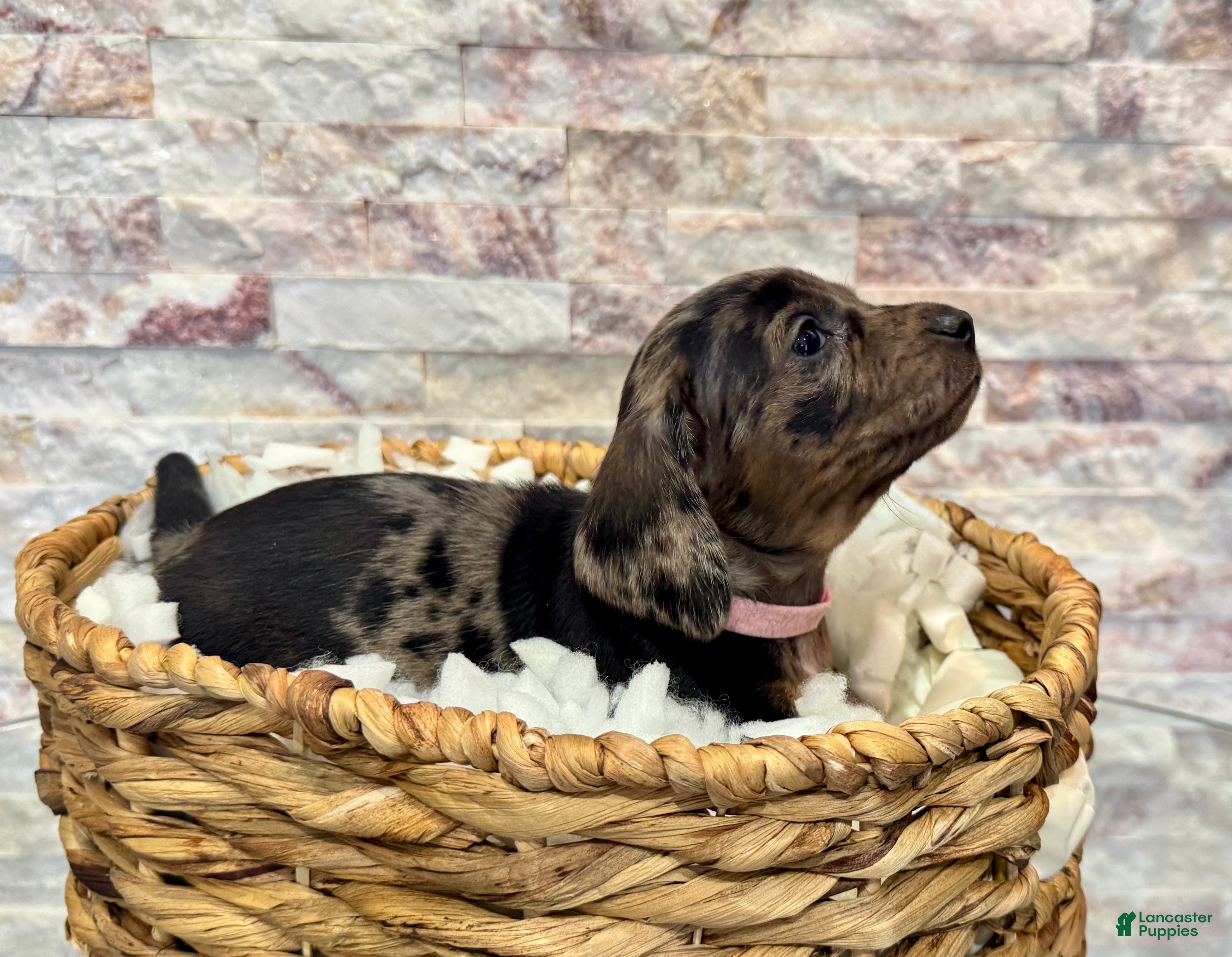 Miniature Dachshund dogs for sale: Miniature Dachshund Millie [DNA Proof] - Ad 2