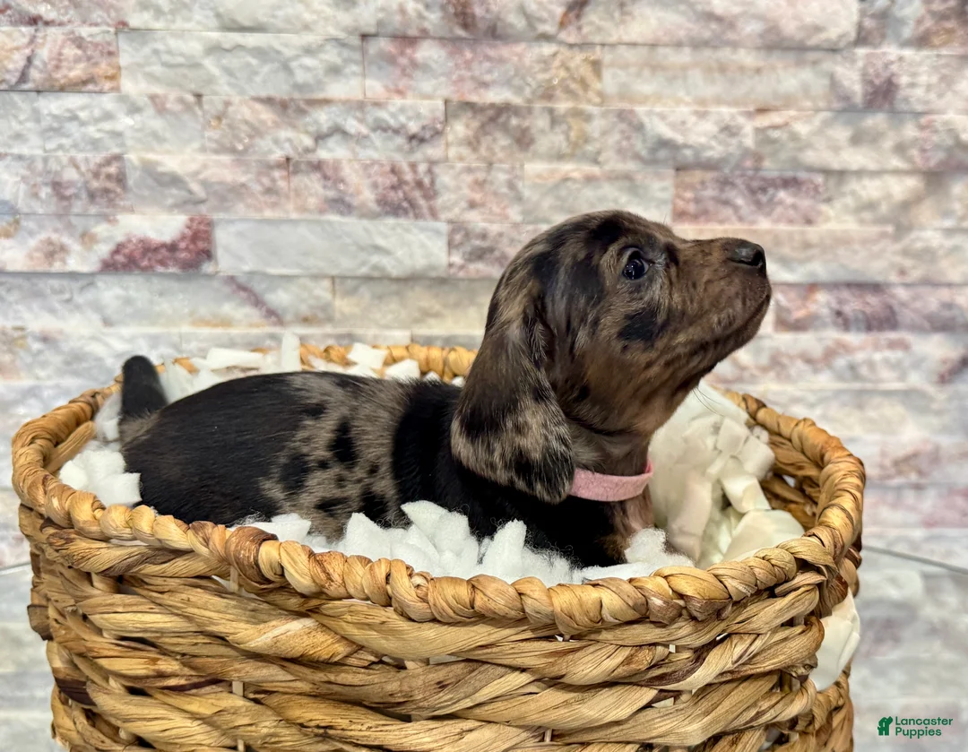 Miniature Dachshund dogs for sale: Miniature Dachshund Millie [DNA Proof] - Ad 1