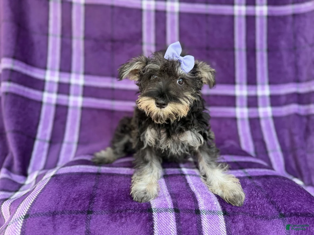 Miniature Schnauzer dogs for sale: Puddles - Ad 9