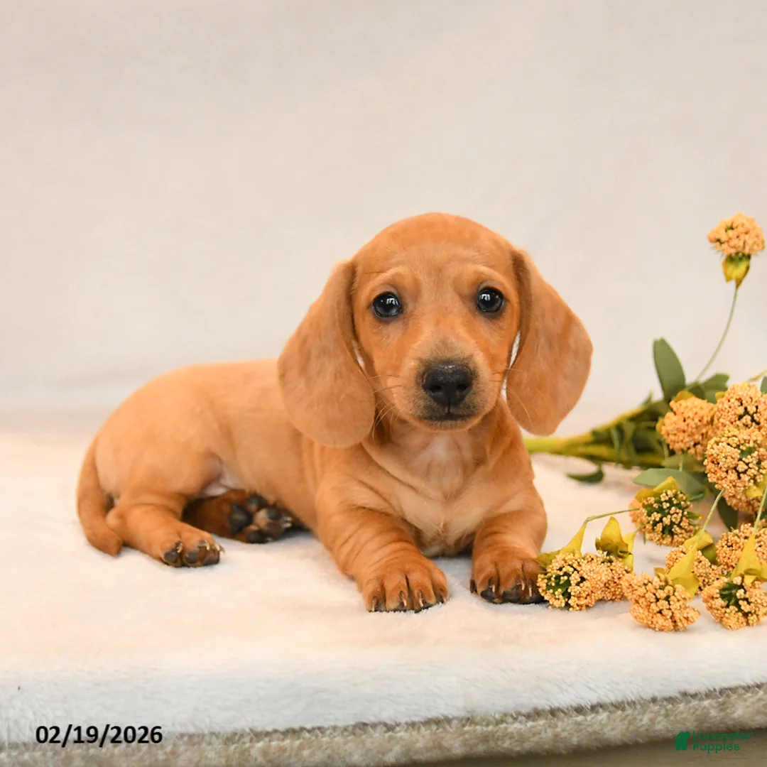 Miniature Dachshund dogs for sale: Oliver - Ad 4