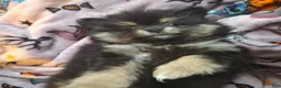 Pomeranian dogs for sale: Athena - Ad 3