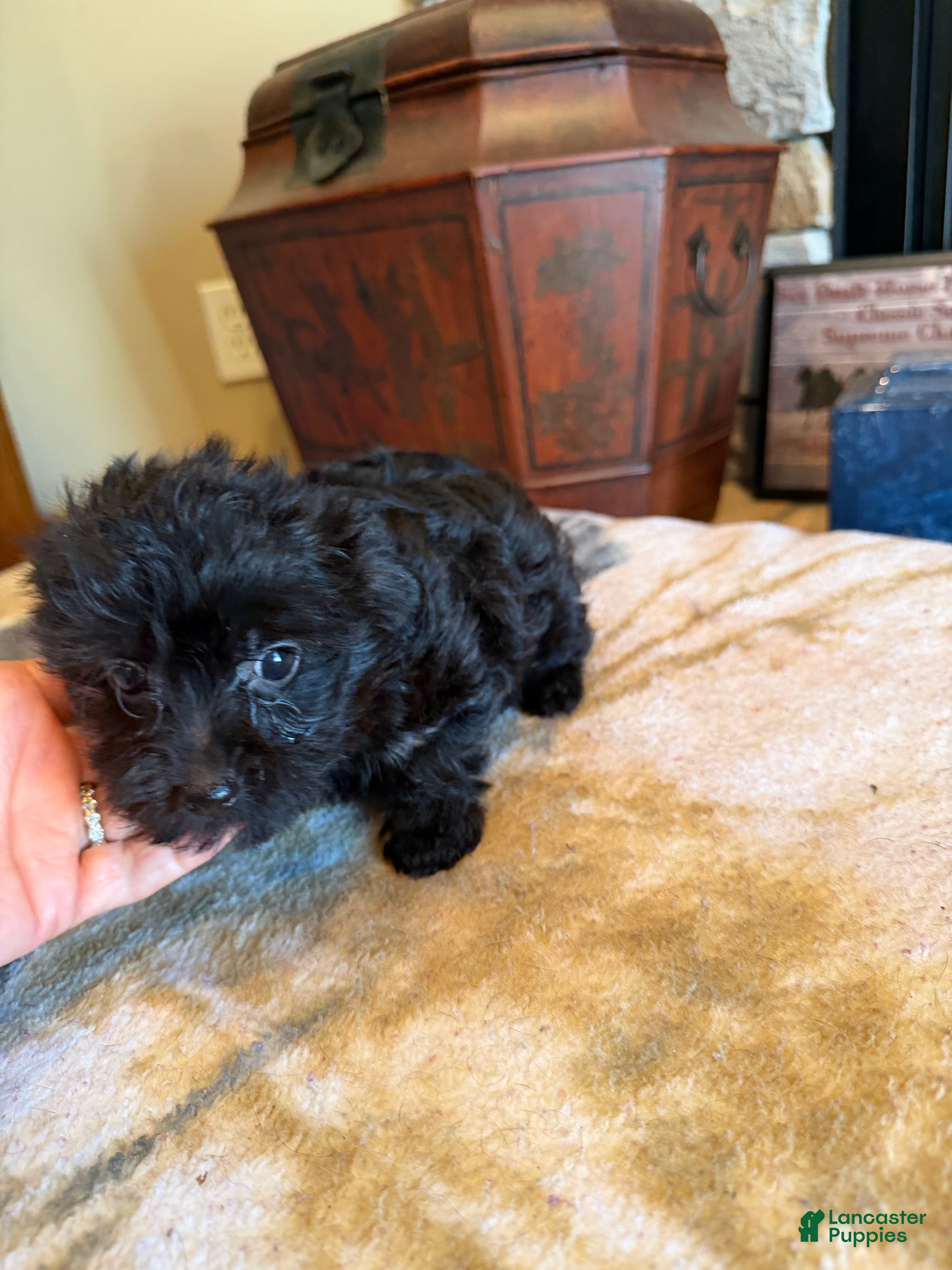Yorkiepoo dogs Nelly - Ad 1
