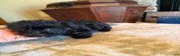 Yorkiepoo dogs for sale: Nelly - Ad 1