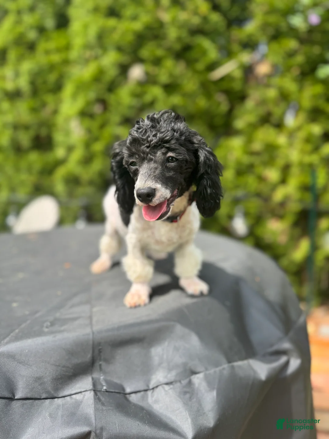 Toy Poodle dogs for sale: Pepper - Ad 1