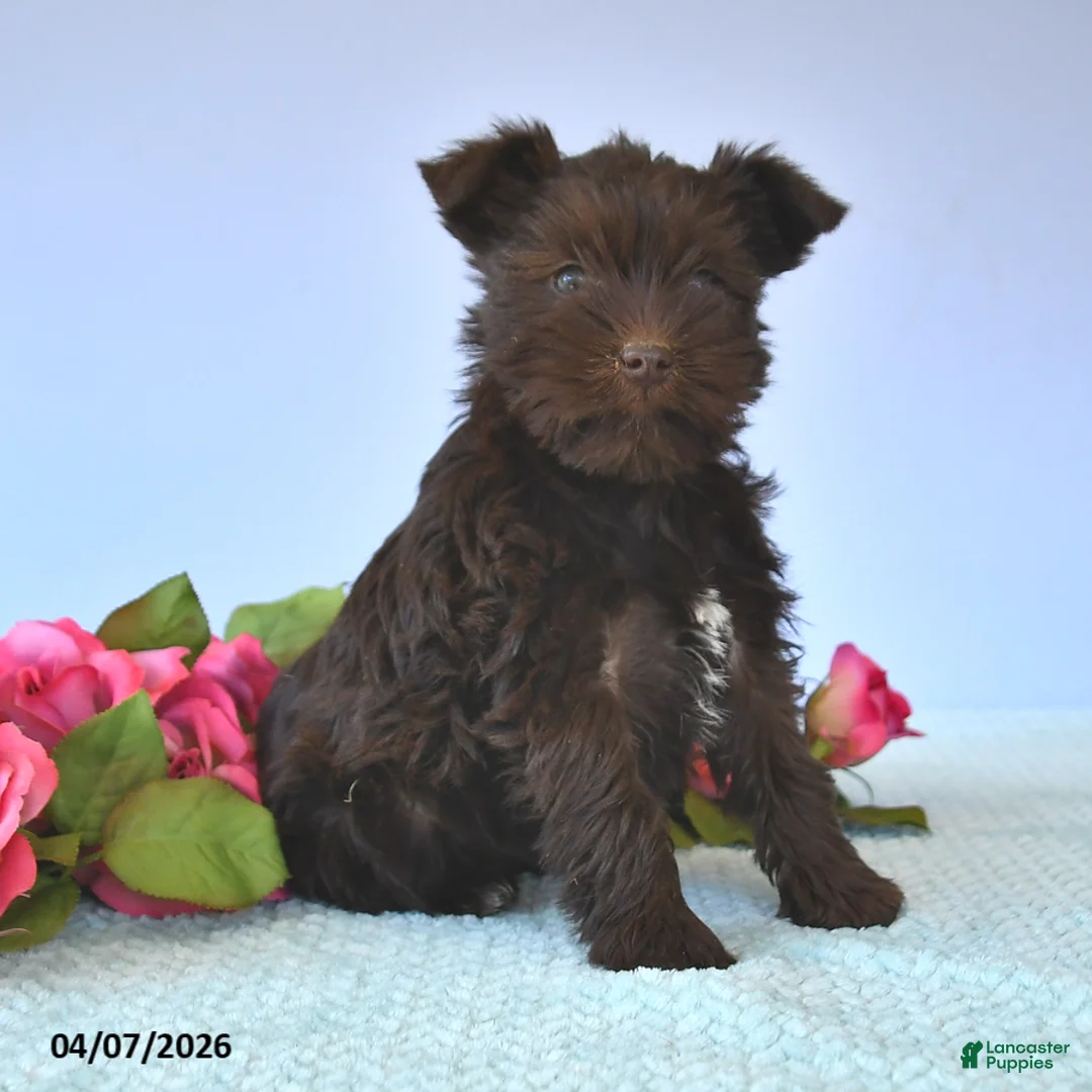 Miniature Schnauzer dogs for sale: Tulip - Ad 2