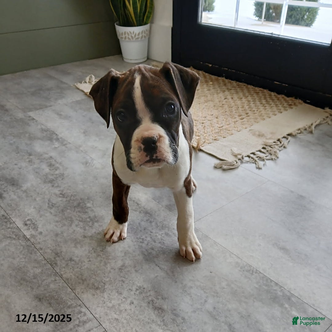 Boxer dogs for sale: Joy - Ad 3