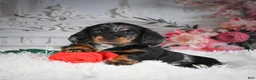 Miniature Dachshund dogs for sale: AKC-Darla - Ad 8