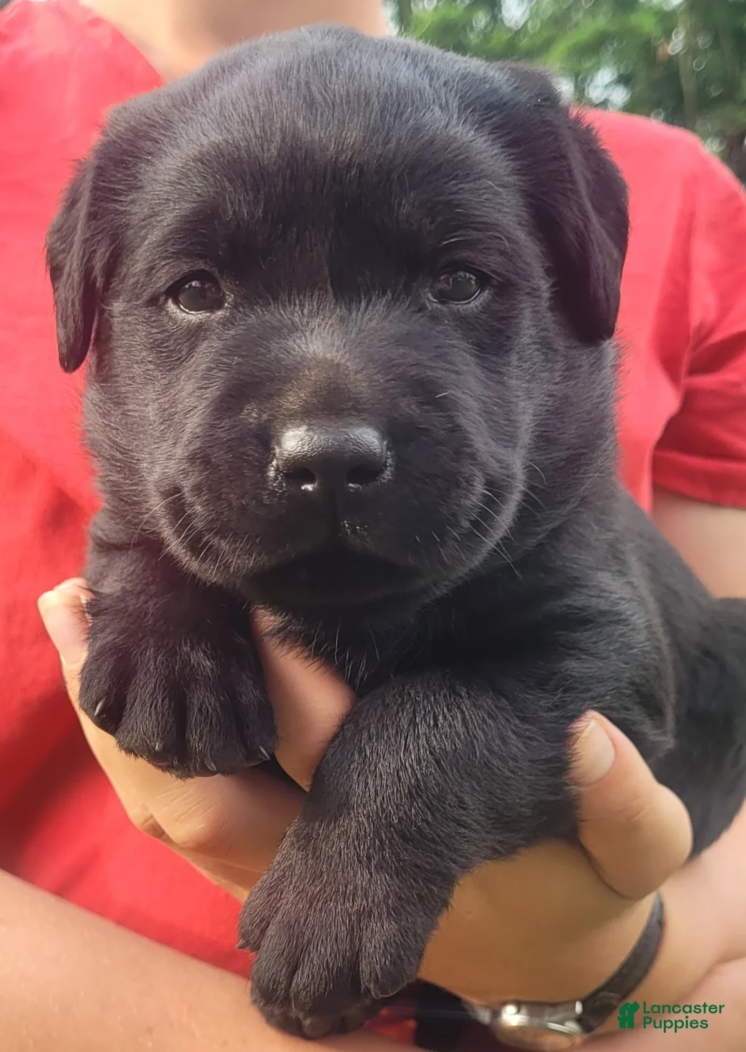 Labrador Retriever dogs for sale: Maverick  - Ad 1