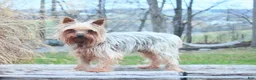 Yorkshire Terrier dogs for sale: Michael - Ad 7