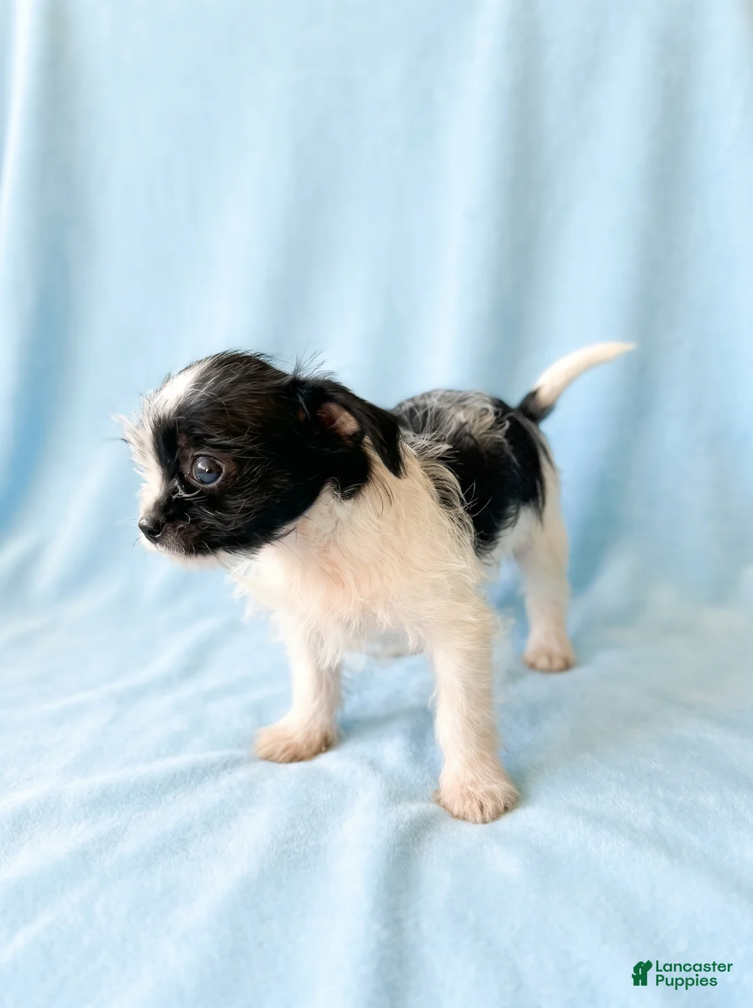 Mixed Breed dogs for sale: Simon - Ad 2