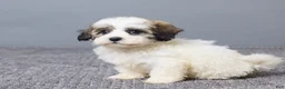 Teddy Bear dogs for sale: Lulu - Ad 2