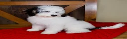 Mini Bernedoodle dogs for sale: Molly - Micro Mini Teddy Bear - Ad 3