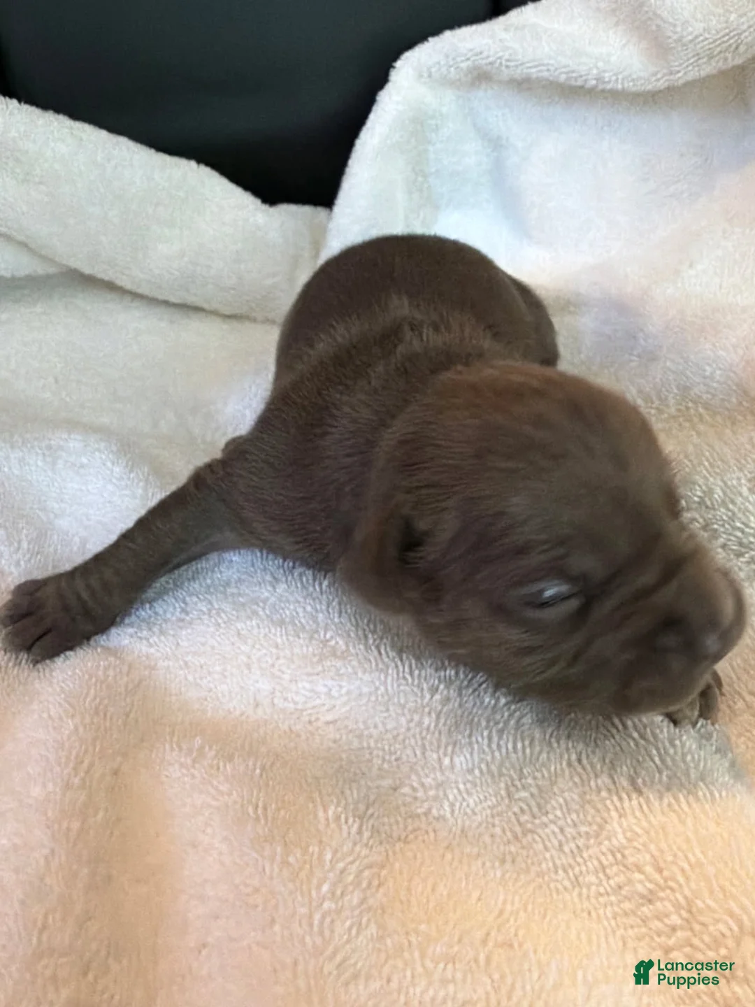 American Bully dogs for sale: Spider - Ad 1