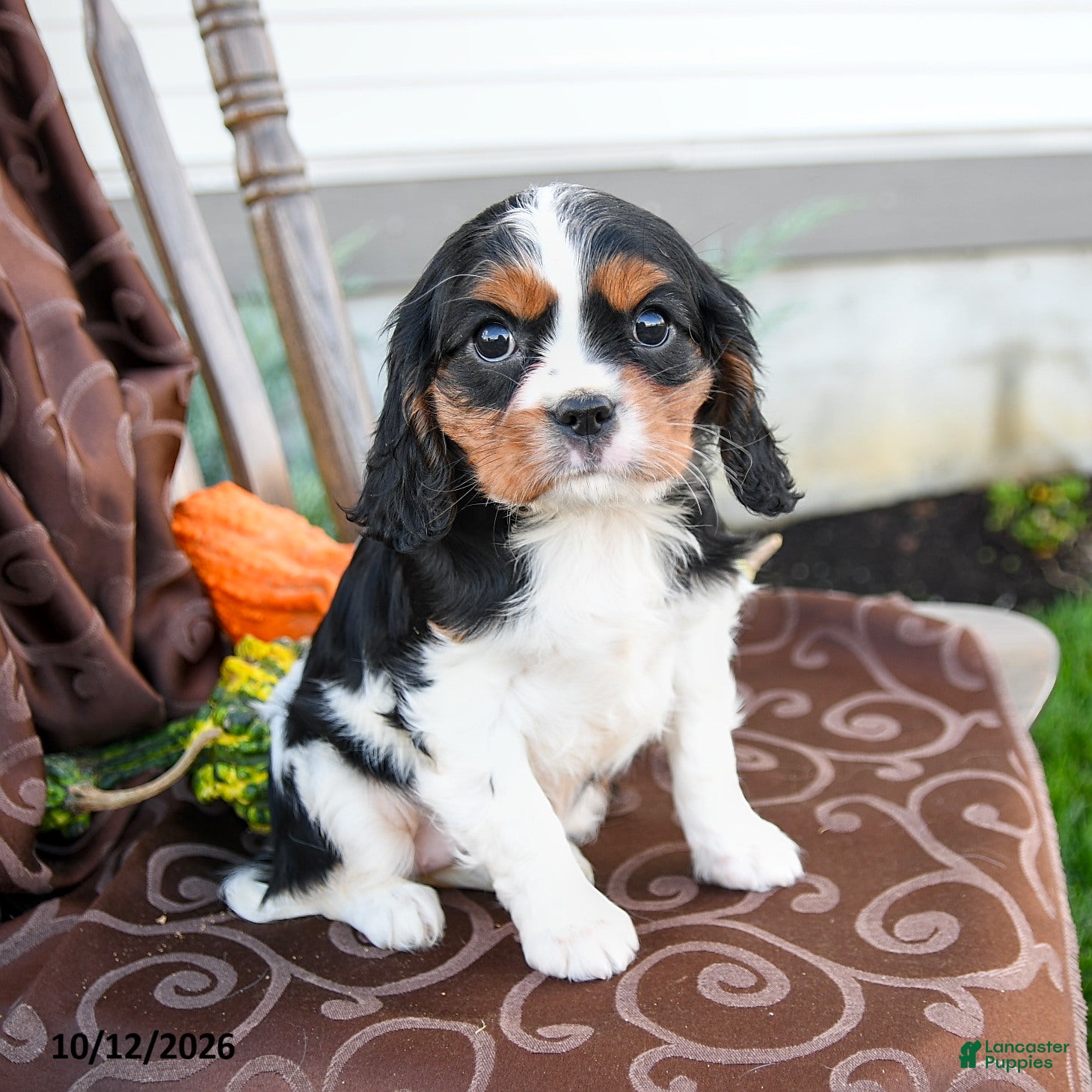 Cavalier King Charles Spaniel dogs Kayla - Ad 1