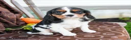 Cavalier King Charles Spaniel dogs for sale: Kayla - Ad 1