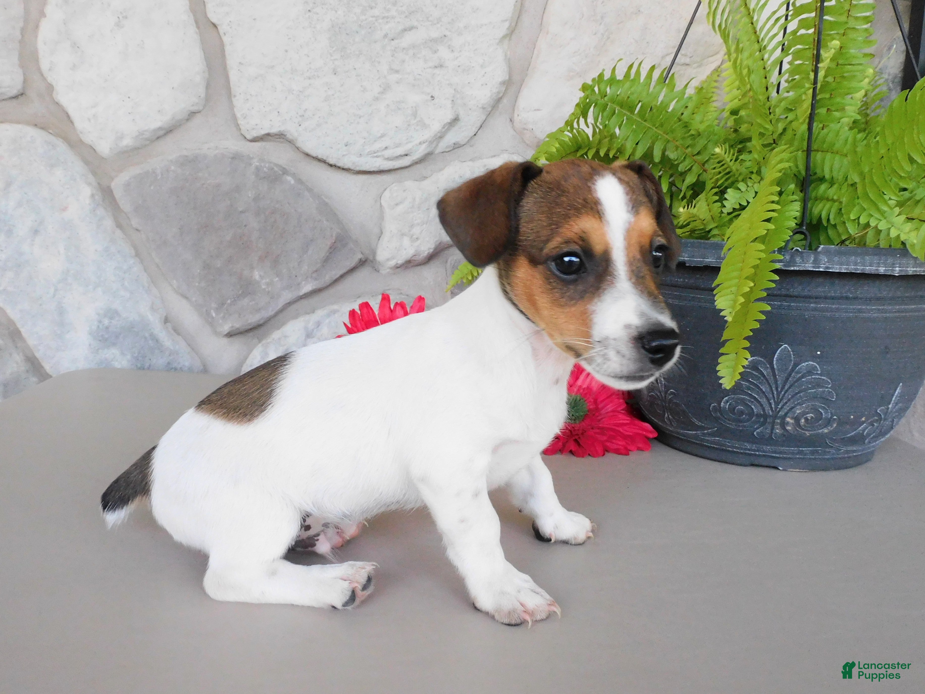 Jack Russell Terrier dogs Tucker  - Ad 2