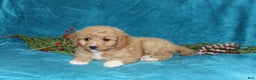 Mini Goldendoodle dogs for sale: Bella - Ad 2