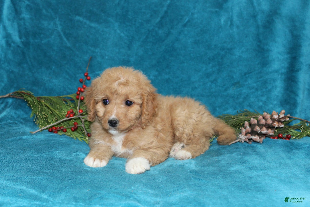 Mini Goldendoodle dogs for sale: Bella - Ad 2