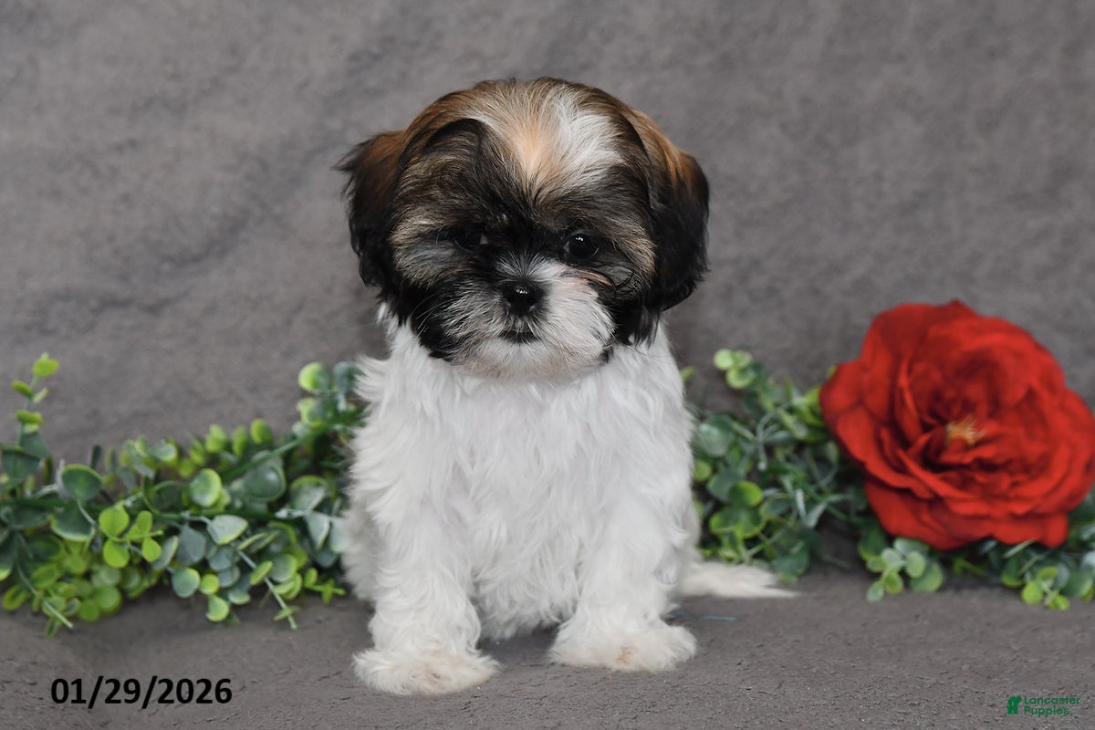 Shih Tzu dogs Cassie   - Ad 28