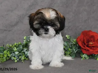 Shih Tzu dogs Cassie - Ad 2