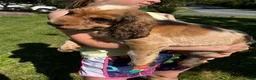 English Springer Spaniel dogs for sale: Cloyd - Ad 4