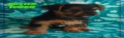 Yorkshire Terrier dogs for sale: Buster - Ad 1