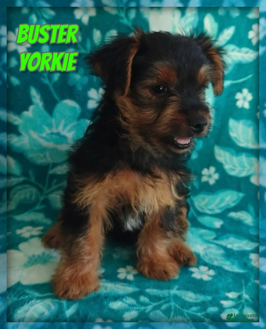 Yorkshire Terrier dogs for sale: Buster - Ad 1