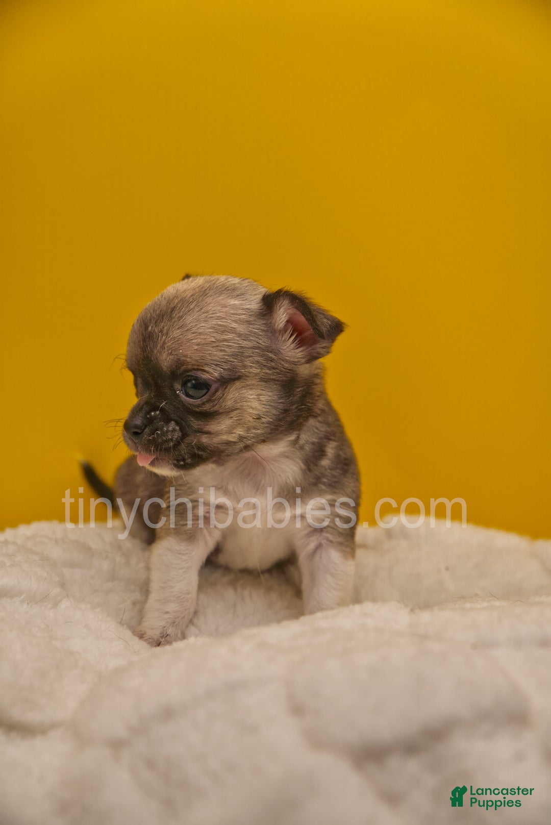 Chihuahua dogs for sale: Luna - Ad 5