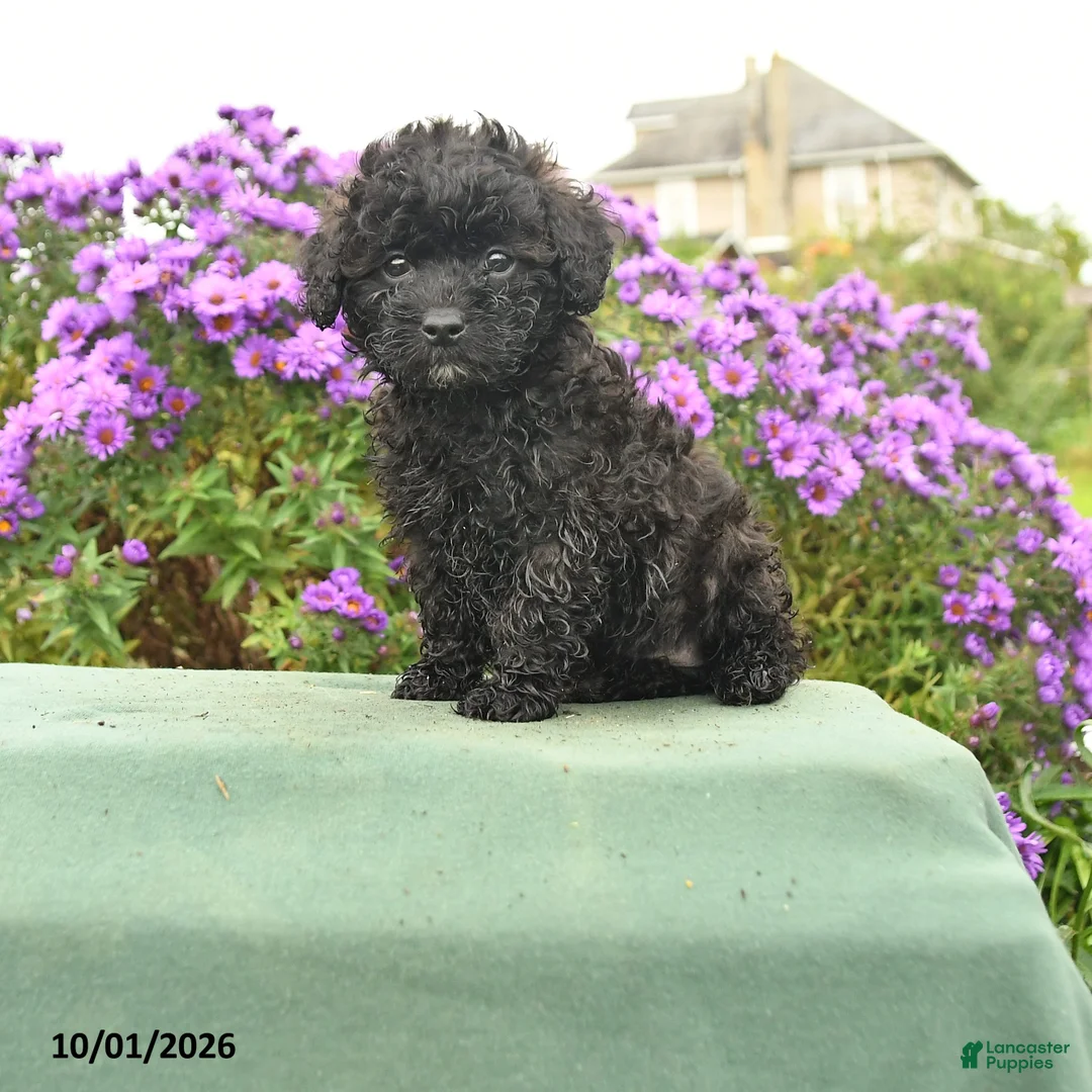 Cavapoo dogs for sale: Hudson - Ad 1