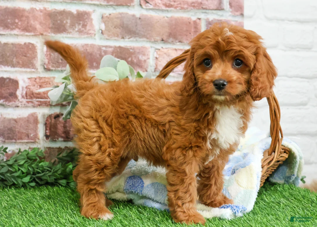 Cavapoo dogs for sale: Baxter - Ad 5
