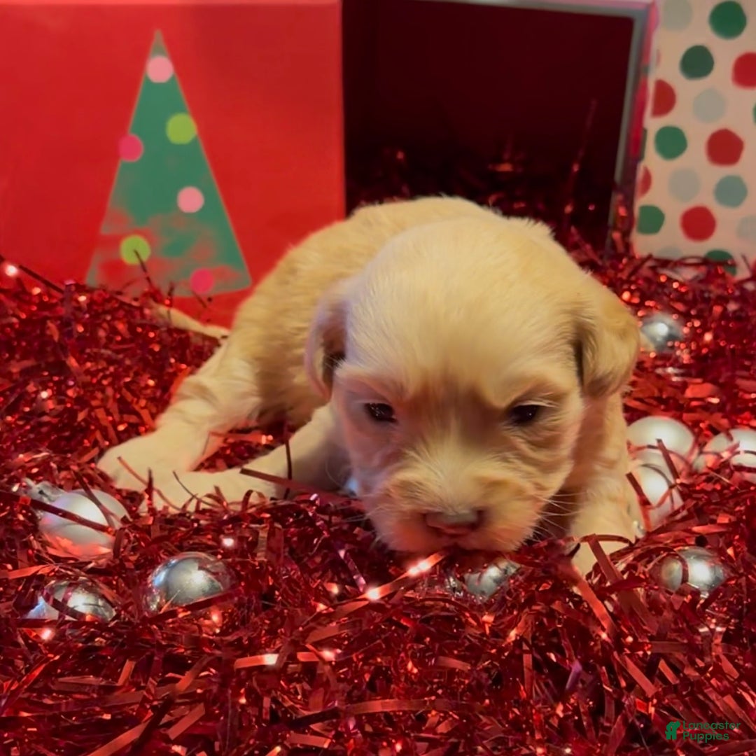 Mini Goldendoodle dogs for sale: Chrissy - Ad 2