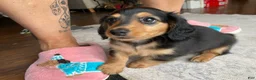 Miniature Dachshund dogs for sale: Missy - Ad 3