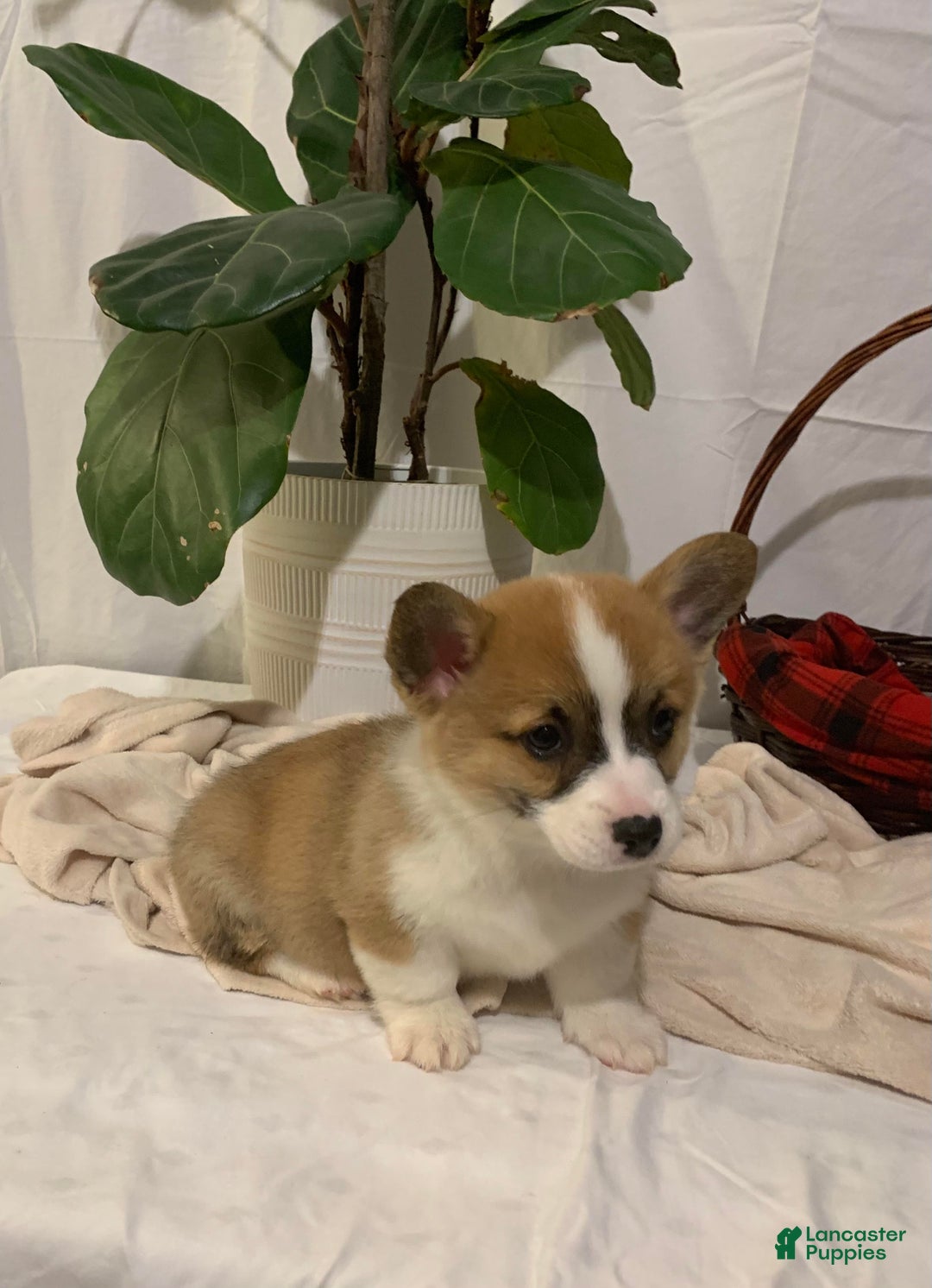 Welsh Corgi Pembroke dogs for sale: Lizzy - Ad 7