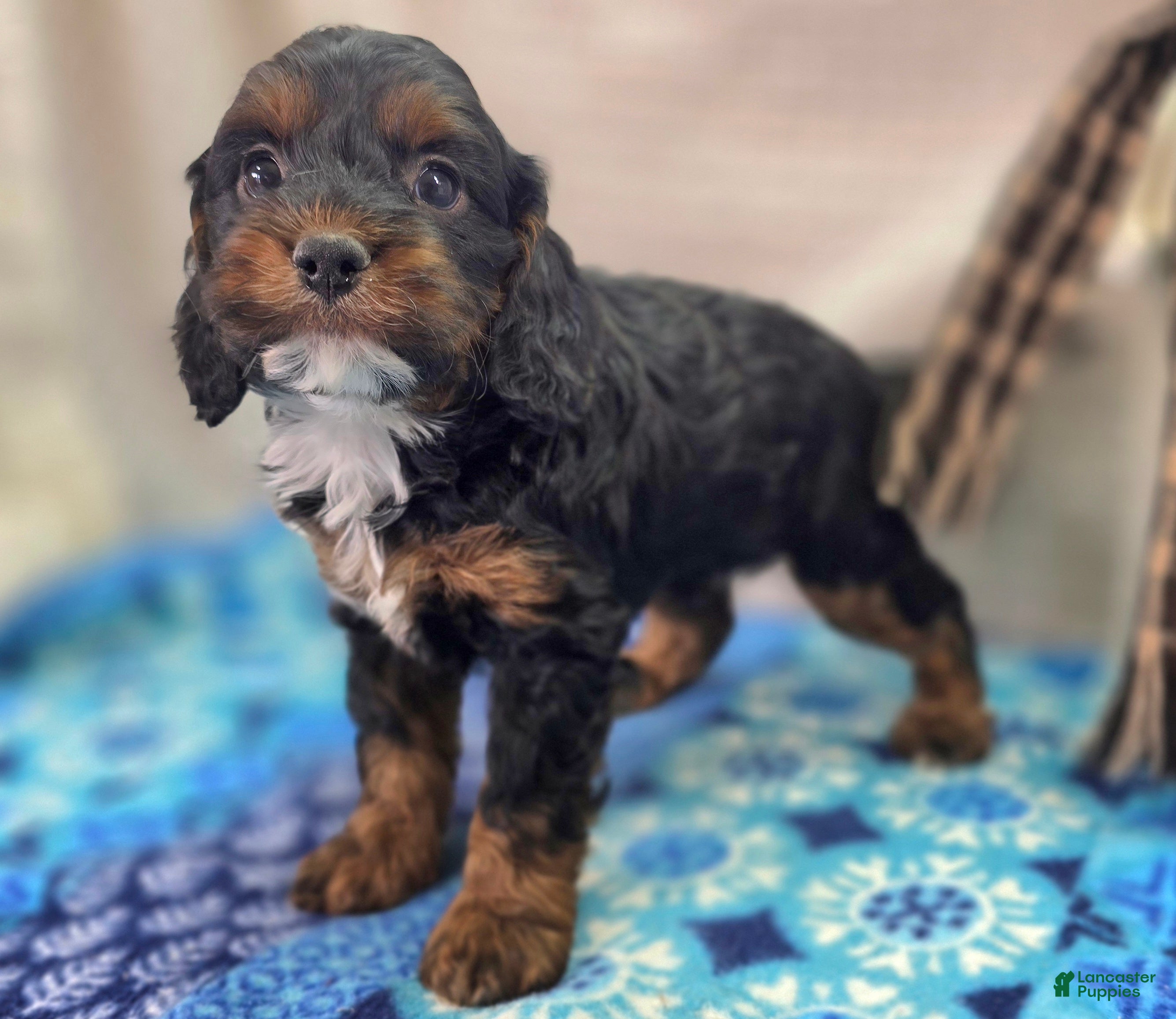 Cockapoo dogs Cosmo - Ad 15