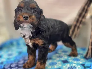 Cockapoo dogs Cosmo - Ad 15