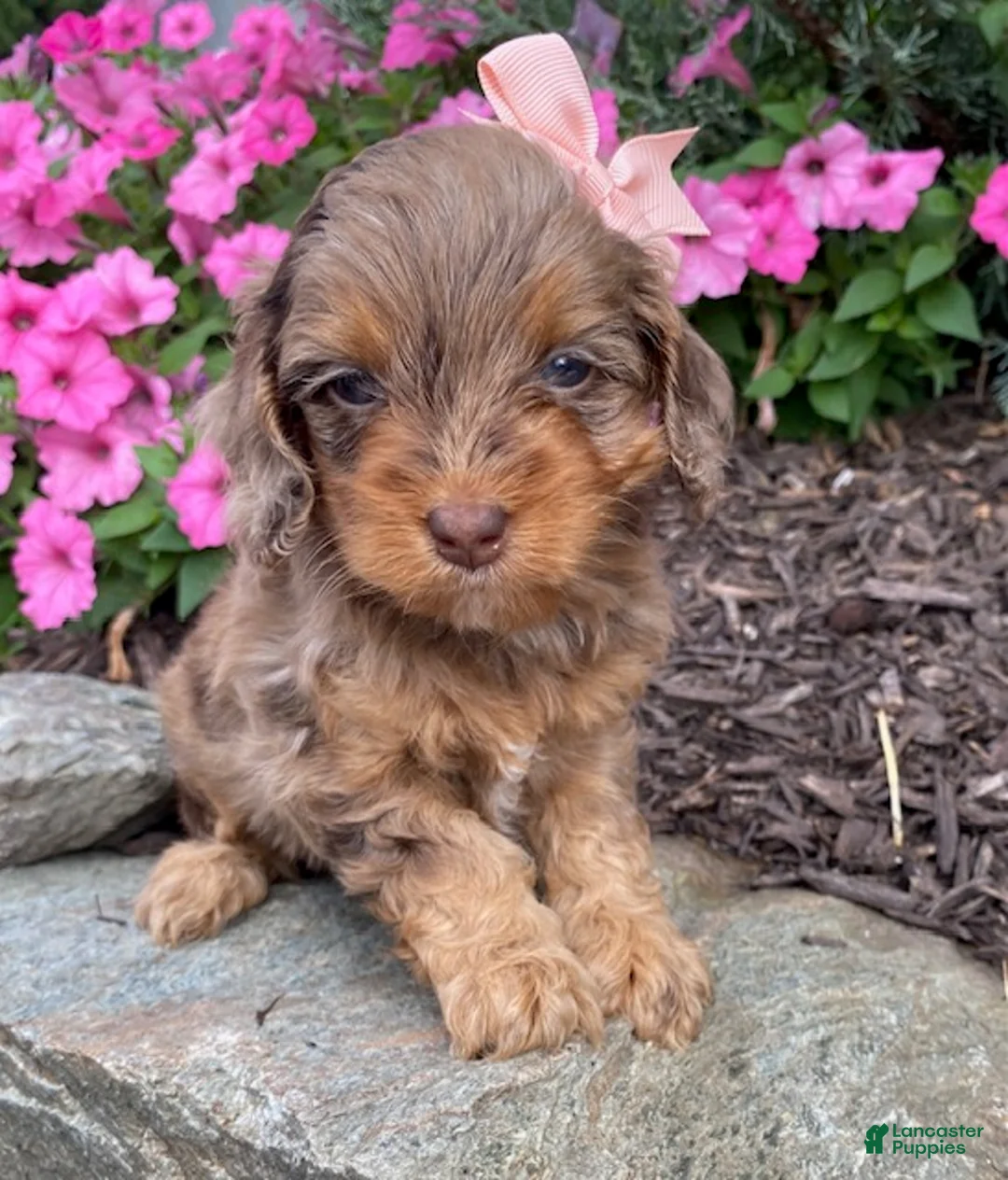 Cavapoo dogs for sale: Macey- small - Ad 1