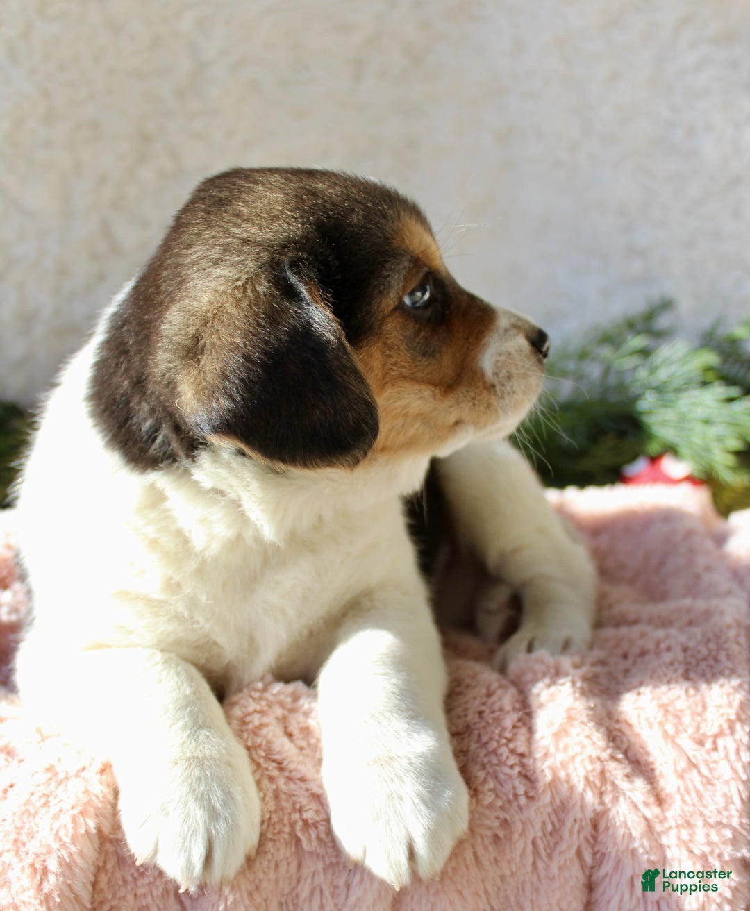 Mixed Breed dogs for sale: Cutie - Ad 4