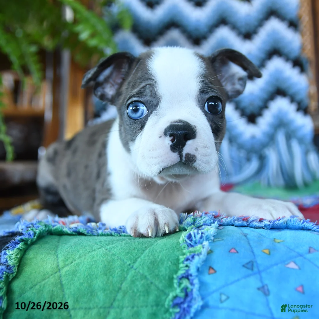 Boston Terrier dogs for sale: Honor - Ad 2
