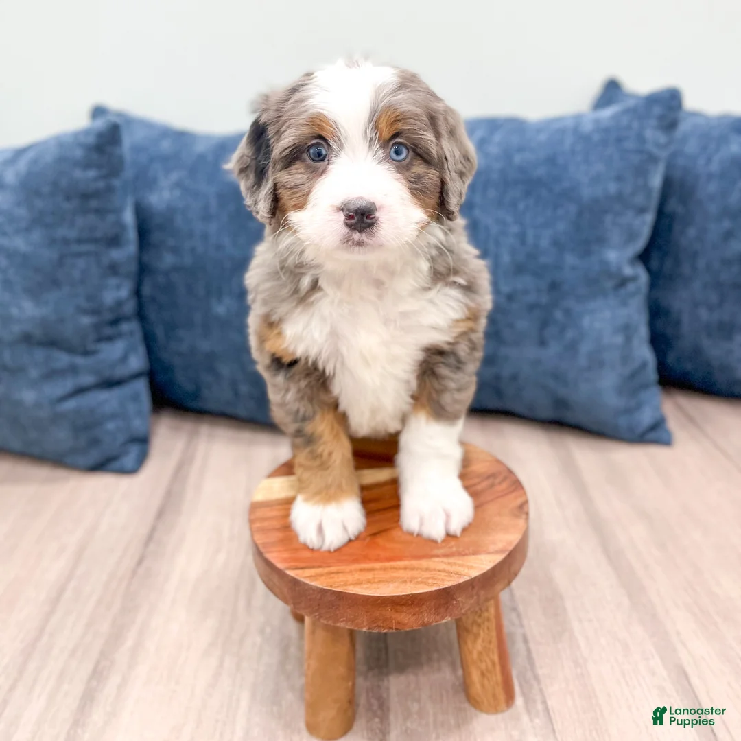 Mini Bernedoodle dogs for sale: Gunner - Ad 9