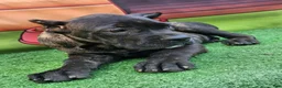 Cane Corso dogs for sale: ELLA - Ad 12