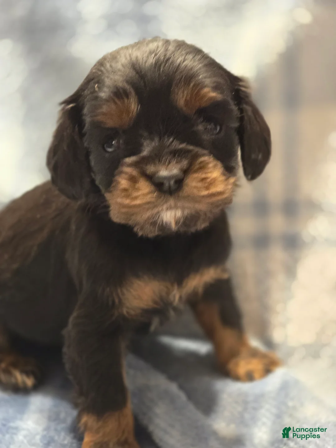 Cavalier King Charles Spaniel dogs for sale: Mia - Ad 1