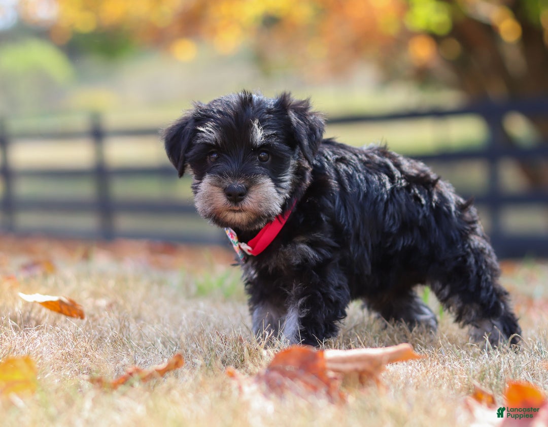 Miniature Schnauzer dogs for sale: Brianna - Ad 27