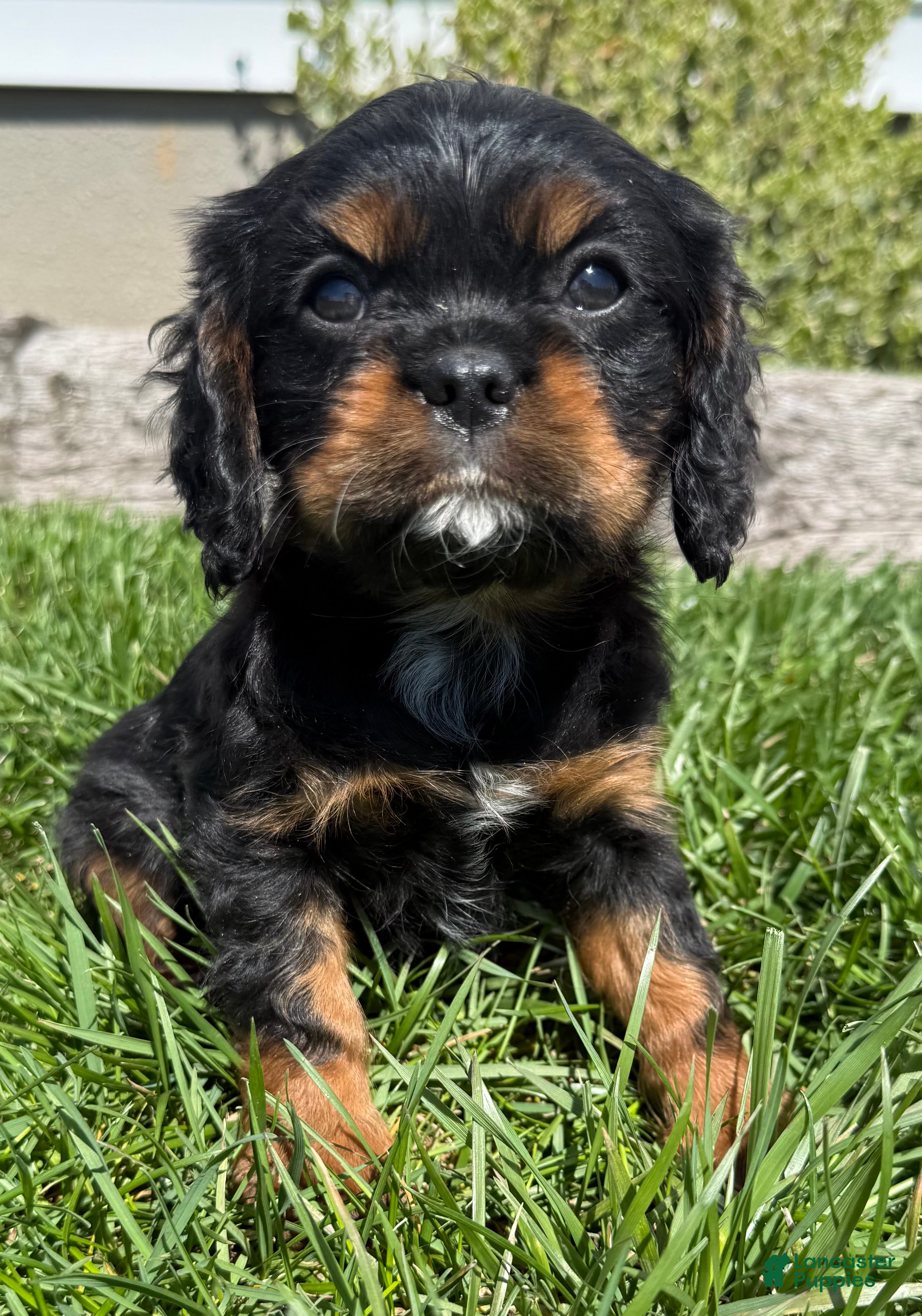 Cavalier King Charles Spaniel dogs Tanker - Ad 23