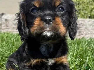 Cavalier King Charles Spaniel dogs Tanker - Ad 23