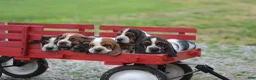 Basset Hound dogs for sale: Beatrice - Ad 5