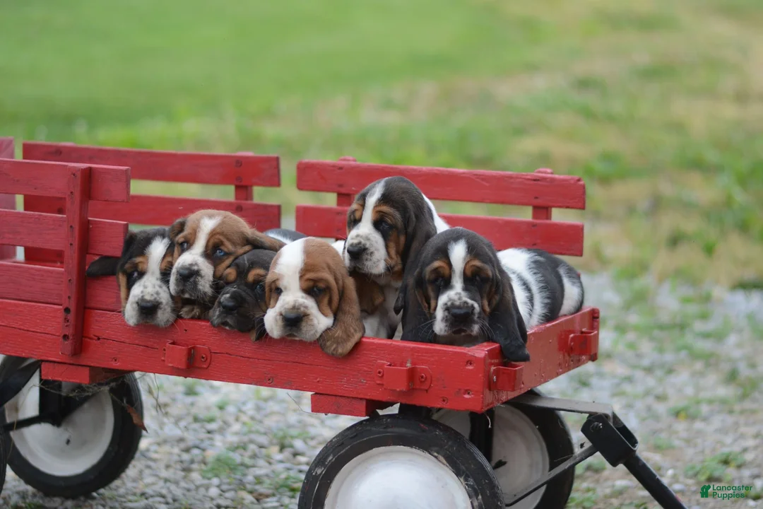 Basset Hound dogs for sale: Beatrice - Ad 5