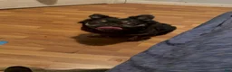 French Bulldog dogs for sale: French Bulldog 3 - Ad 12