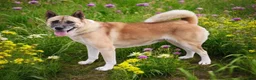 Akita dogs for sale: KJ - Ad 4